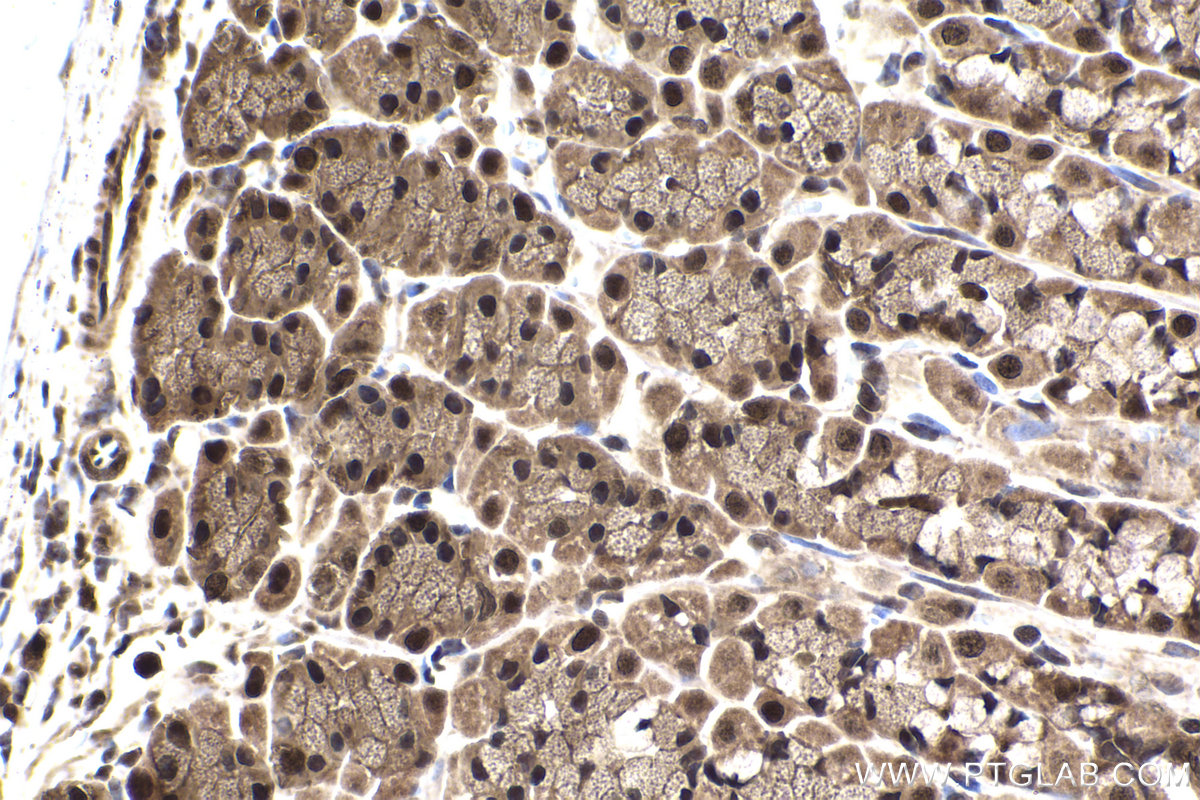 Immunohistochemical analysis of paraffin-embedded rat stomach tissue slide using KHC2249 (PSMC2 IHC Kit).