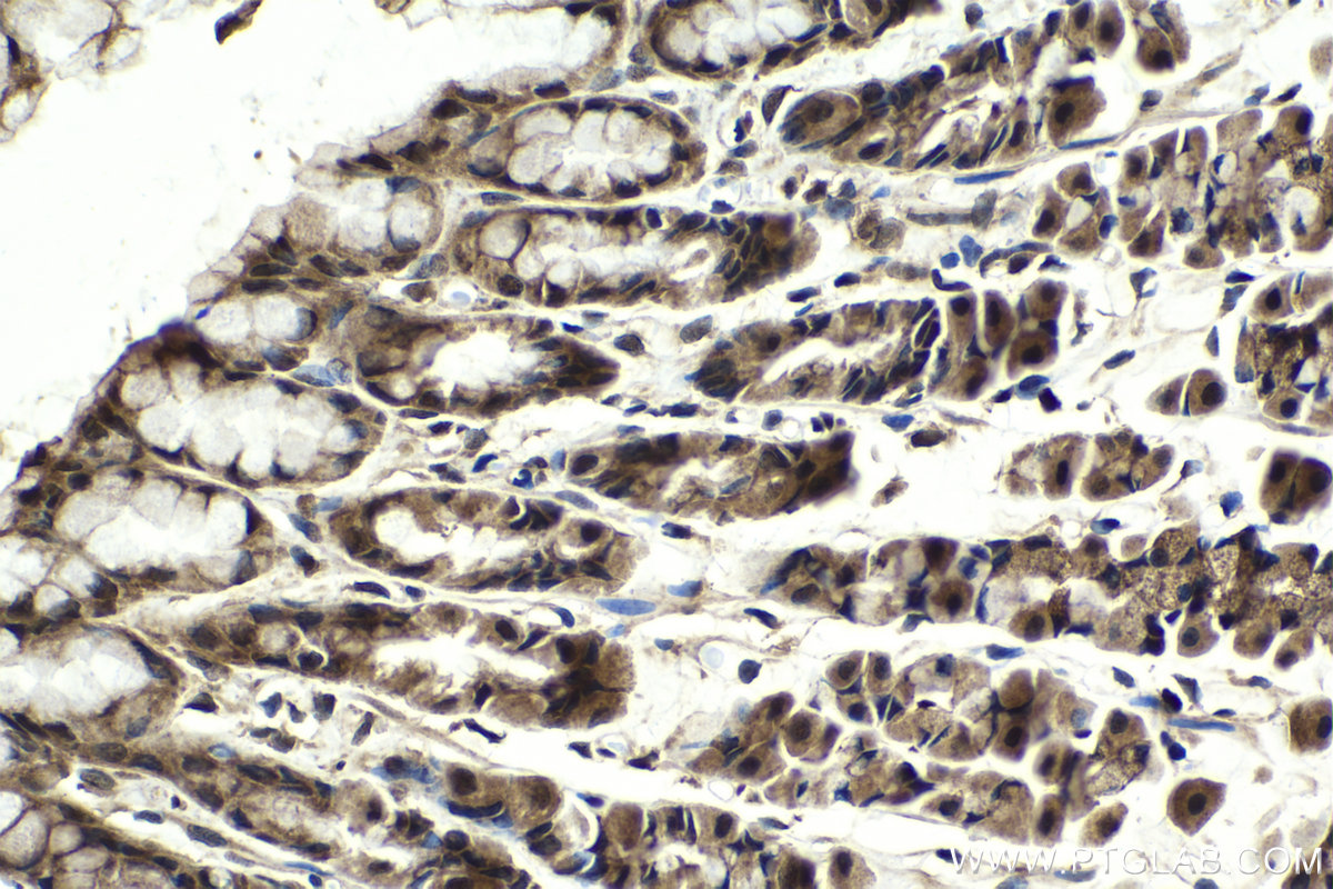 Immunohistochemical analysis of paraffin-embedded rat stomach tissue slide using KHC2042 (PSMD12 IHC Kit).