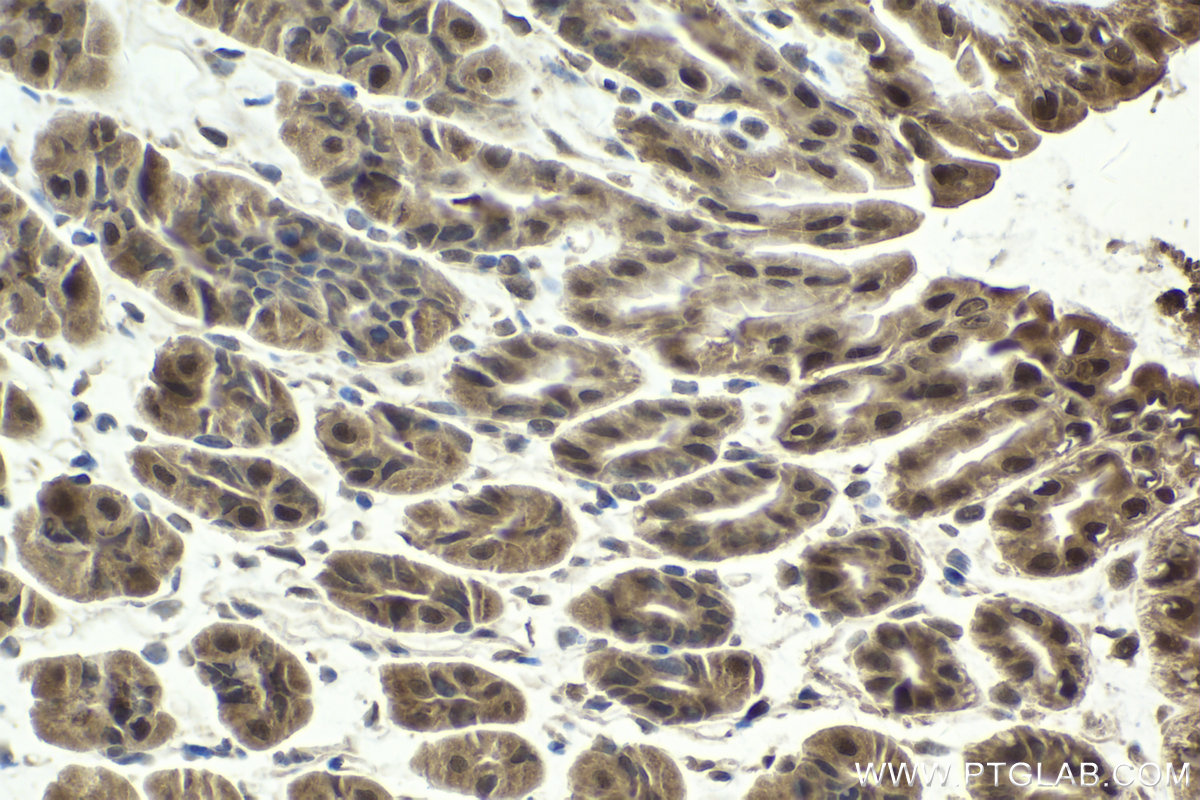Immunohistochemical analysis of paraffin-embedded mouse stomach tissue slide using KHC2042 (PSMD12 IHC Kit).