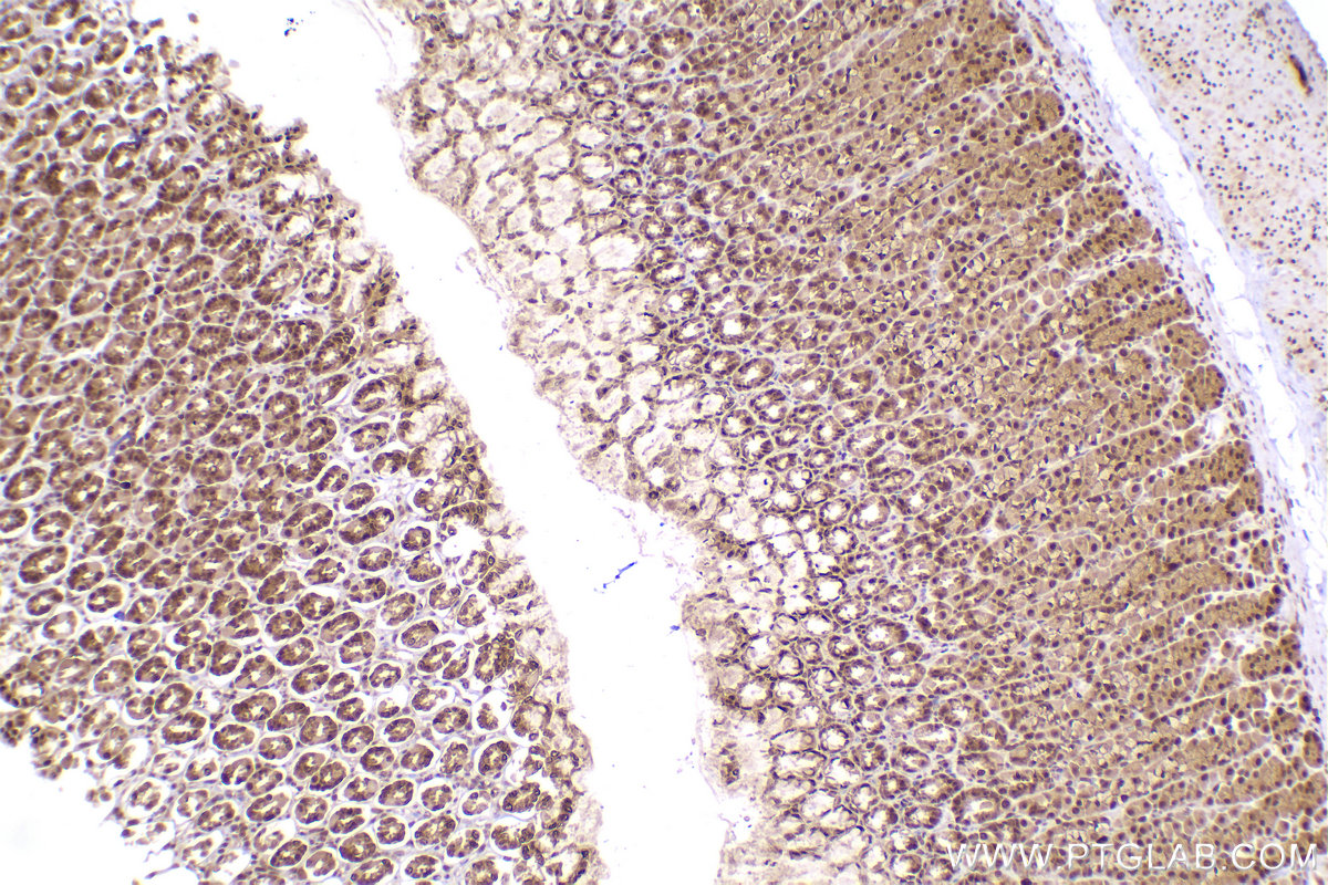 Immunohistochemical analysis of paraffin-embedded rat stomach tissue slide using KHC2423 (PSMD2 IHC Kit).