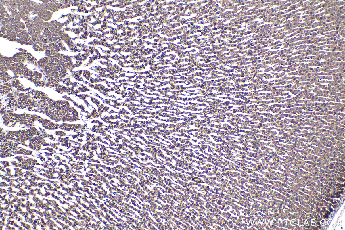 Immunohistochemical analysis of paraffin-embedded rat adrenal gland tissue slide using KHC2328 (PSMD4 IHC Kit).