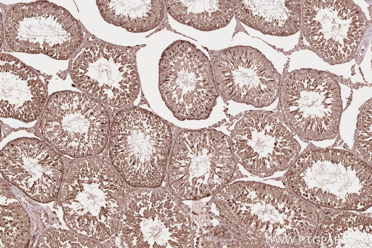 Immunohistochemical analysis of paraffin-embedded rat testis tissue slide using KHC2589 (PSRC1 IHC Kit).