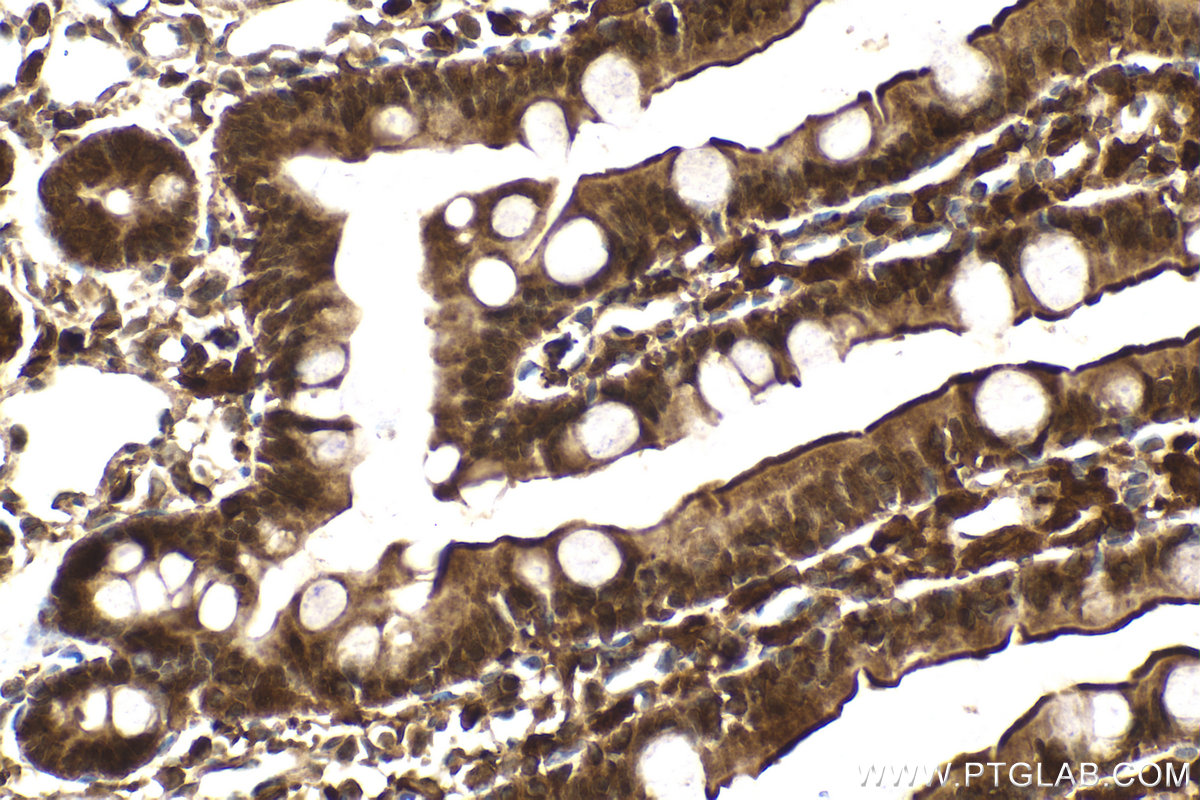 Immunohistochemical analysis of paraffin-embedded rat small intestine tissue slide using KHC2152 (PTTG1/Securin IHC Kit).