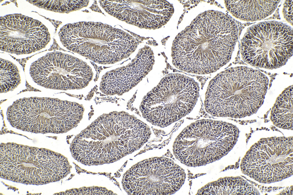Immunohistochemical analysis of paraffin-embedded rat testis tissue slide using KHC2152 (PTTG1/Securin IHC Kit).