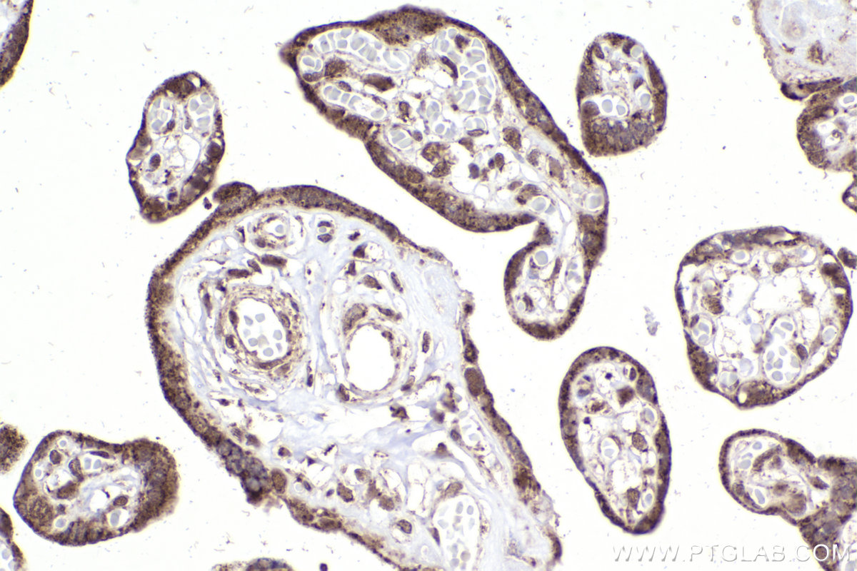 Immunohistochemical analysis of paraffin-embedded human placenta tissue slide using KHC2244 (Prohibitin/PHB1 IHC Kit).