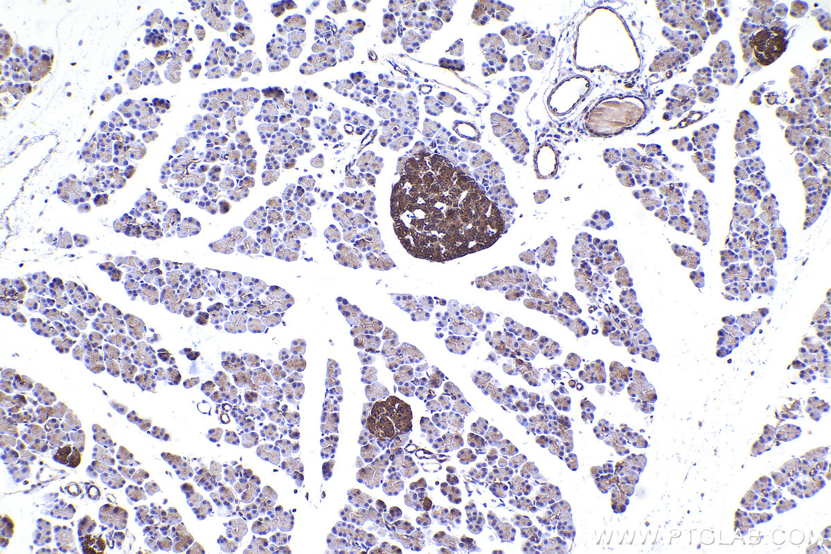 Immunohistochemical analysis of paraffin-embedded rat pancreas tissue slide using KHC2337 (RAB10 IHC Kit).