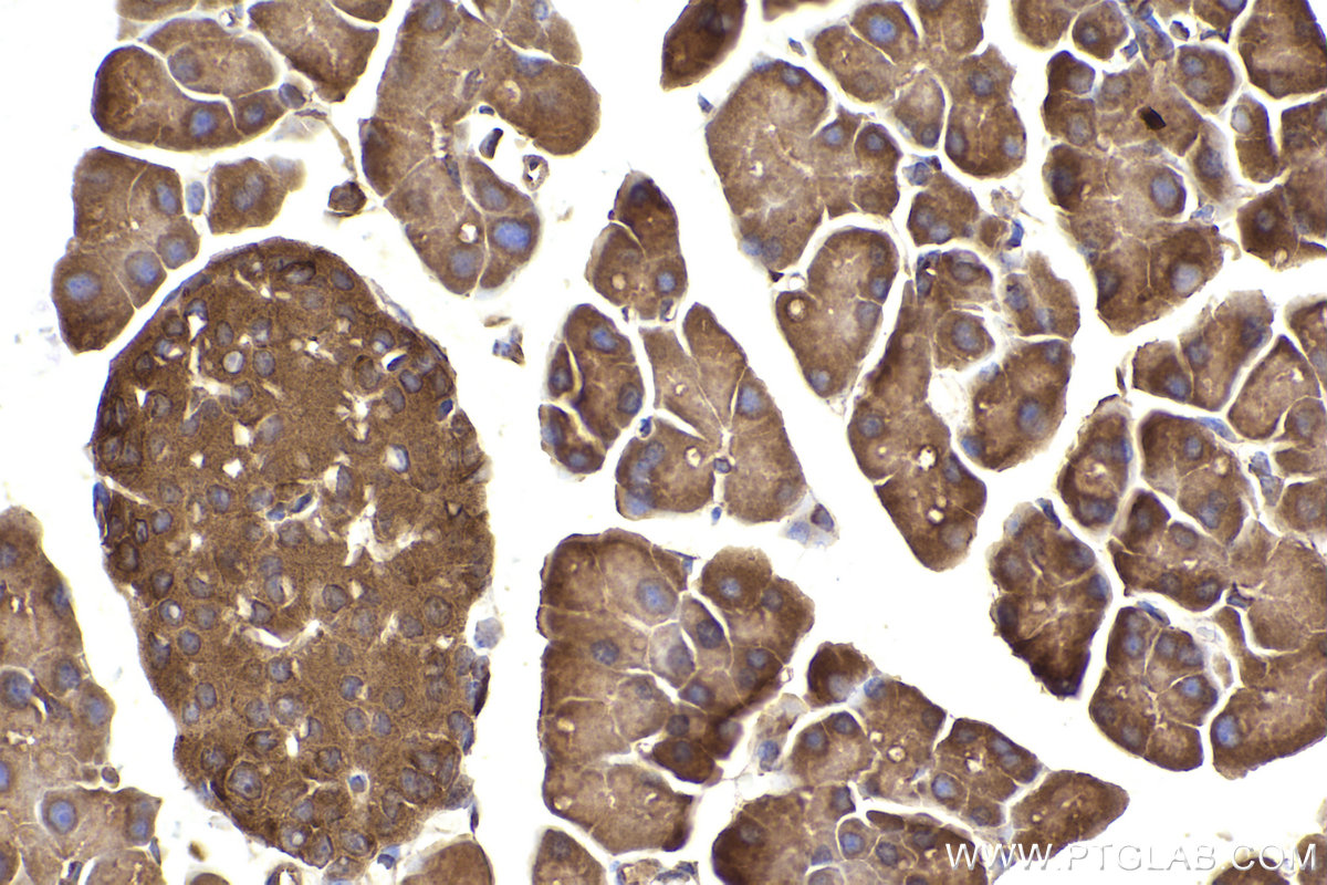 Immunohistochemical analysis of paraffin-embedded mouse pancreas tissue slide using KHC2501 (RAB11B IHC Kit).