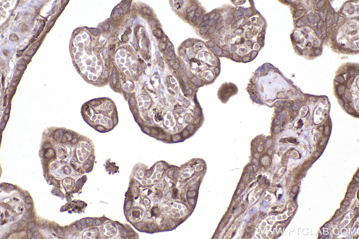 Immunohistochemical analysis of paraffin-embedded human placenta tissue slide using KHC2501 (RAB11B IHC Kit).