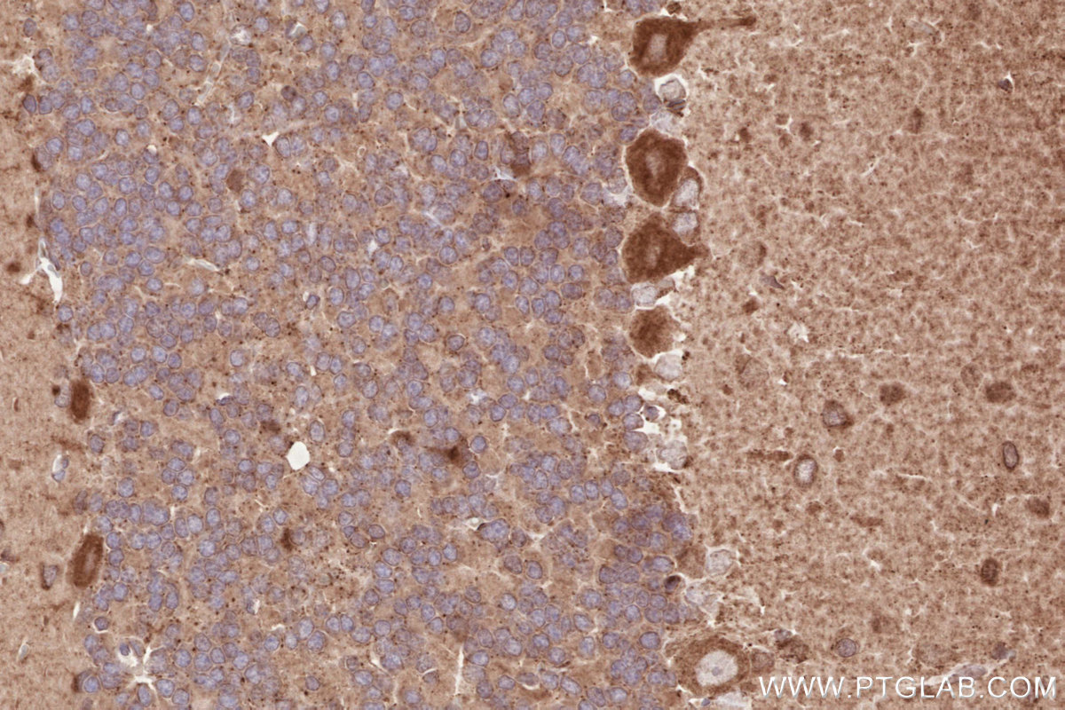 Immunohistochemical analysis of paraffin-embedded rat cerebellum tissue slide using KHC2599 (RAB11FIP1 IHC Kit).