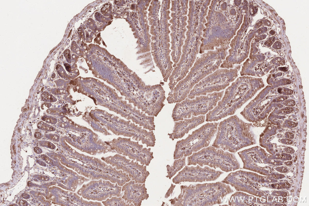 Immunohistochemical analysis of paraffin-embedded mouse small intestine tissue slide using KHC2599 (RAB11FIP1 IHC Kit).