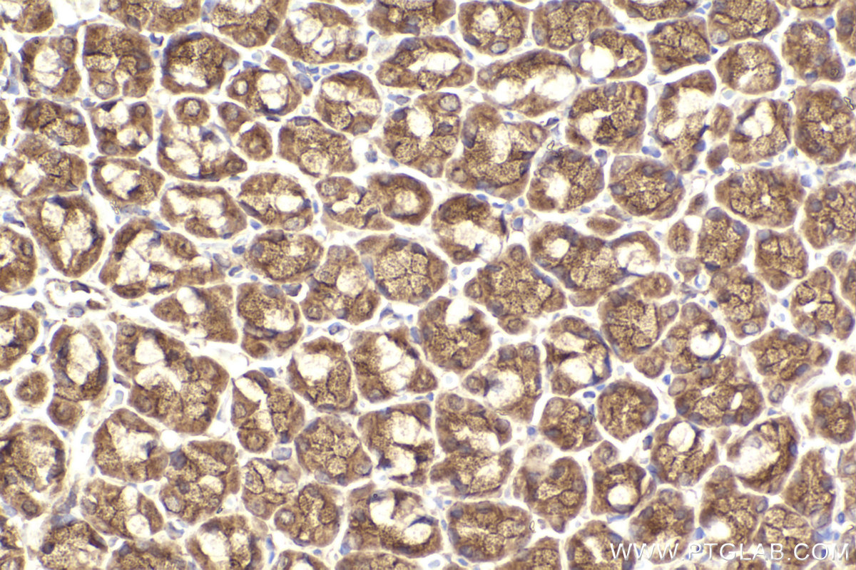 Immunohistochemical analysis of paraffin-embedded rat stomach tissue slide using KHC2302 (RAB13 IHC Kit).