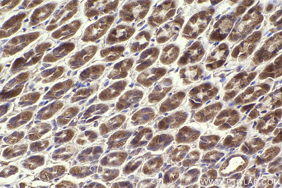 Immunohistochemical analysis of paraffin-embedded mouse stomach tissue slide using KHC2302 (RAB13 IHC Kit).