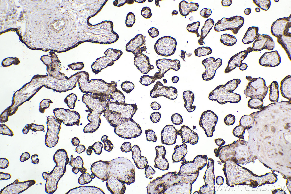 Immunohistochemical analysis of paraffin-embedded human placenta tissue slide using KHC2202 (RAB3B/C IHC Kit).