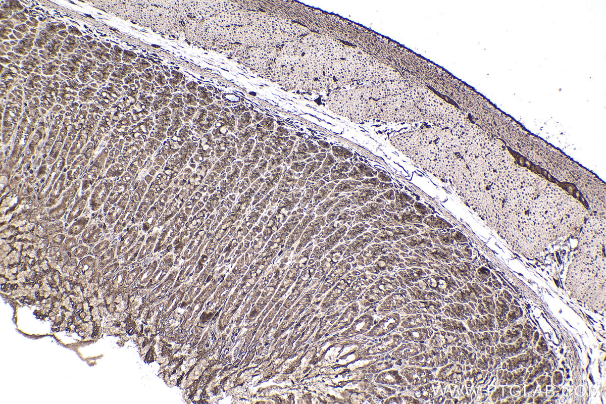 Immunohistochemical analysis of paraffin-embedded rat stomach tissue slide using KHC2356 (RAC1 IHC Kit).