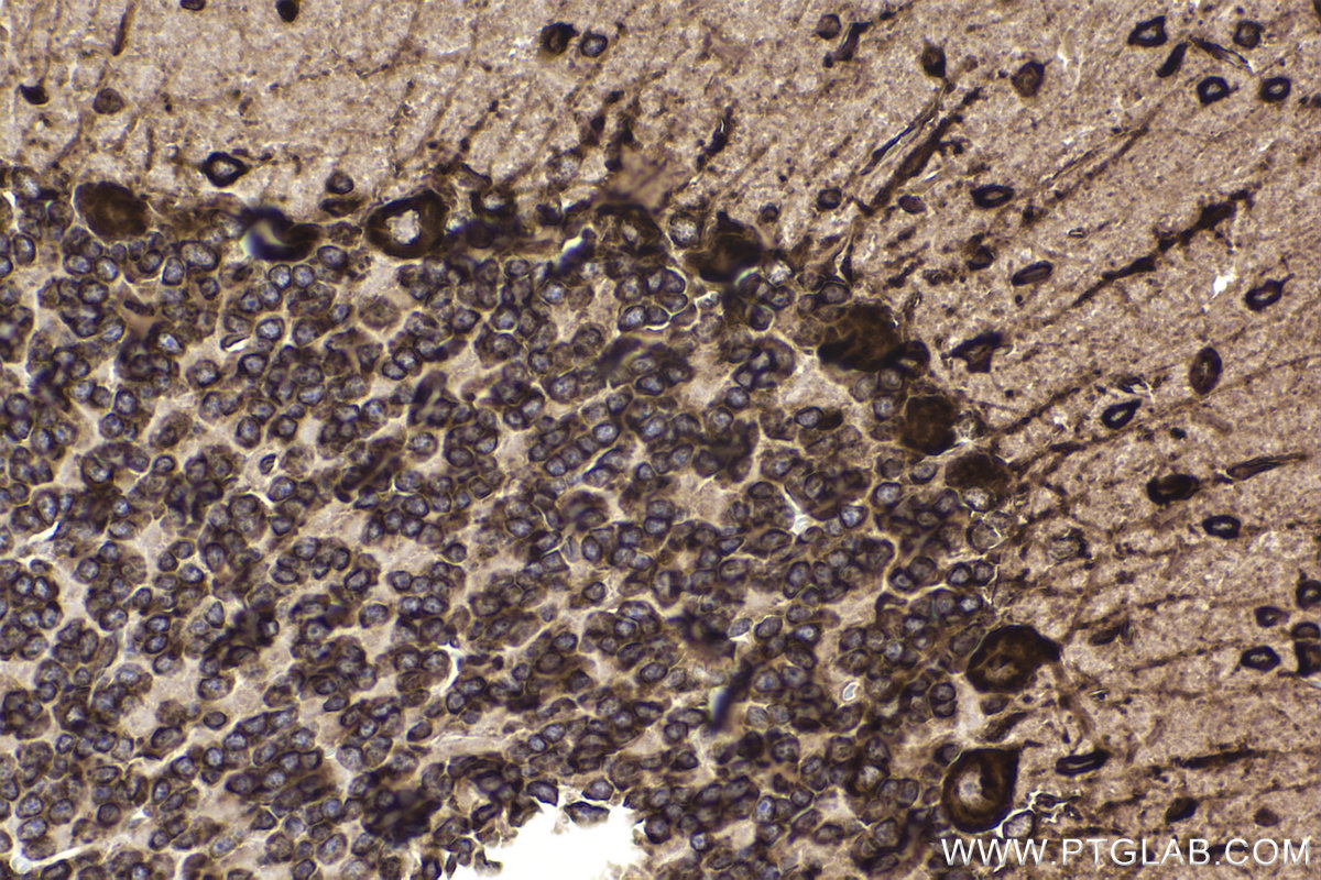 Immunohistochemical analysis of paraffin-embedded rat cerebellum tissue slide using KHC2361 (RACK1 IHC Kit).