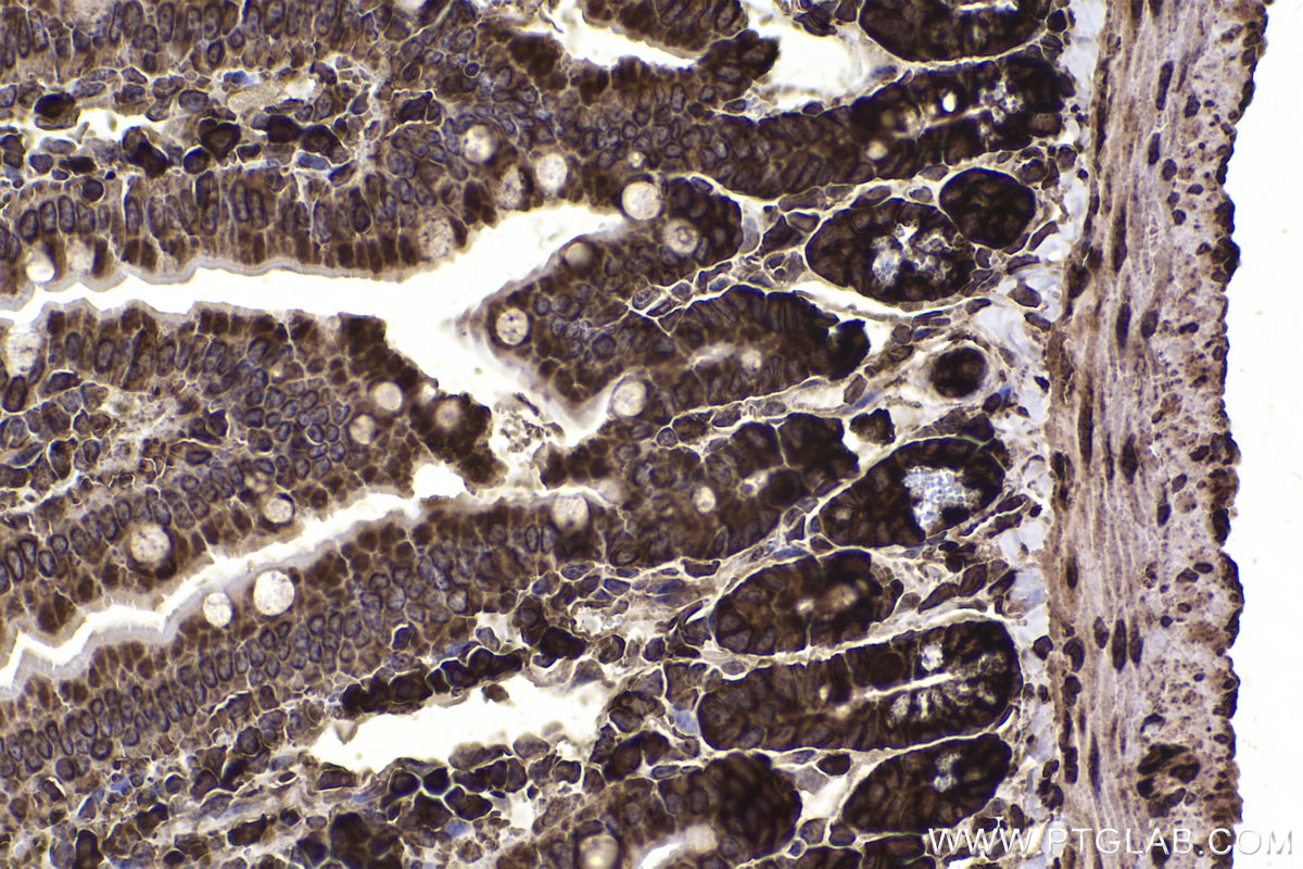 Immunohistochemical analysis of paraffin-embedded mouse small intestine tissue slide using KHC2361 (RACK1 IHC Kit).