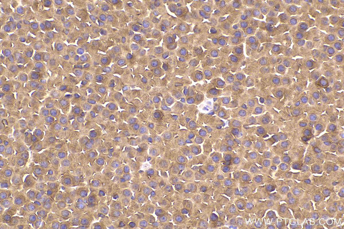 Immunohistochemical analysis of paraffin-embedded mouse adrenal gland tissue slide using KHC2180 (RALA IHC Kit).