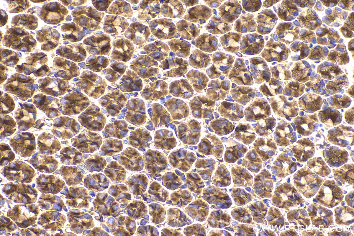 Immunohistochemical analysis of paraffin-embedded mouse stomach tissue slide using KHC2180 (RALA IHC Kit).