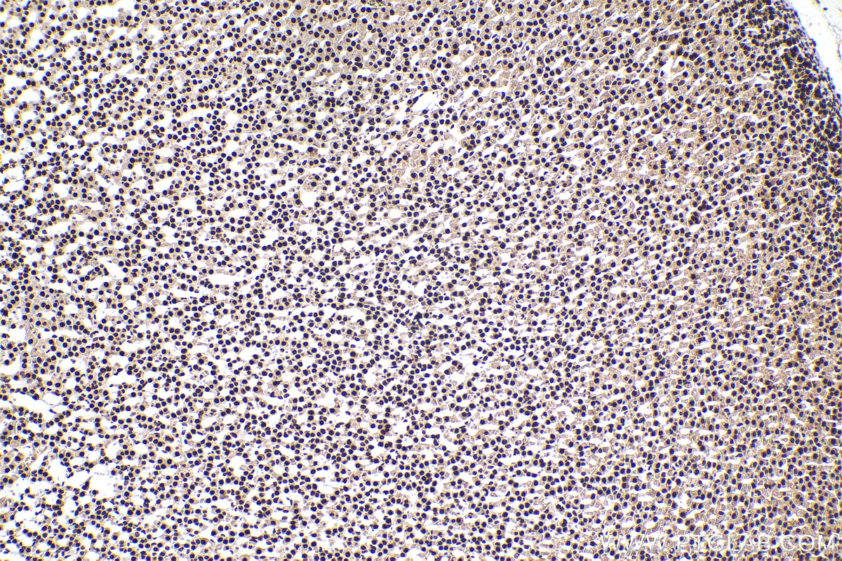 Immunohistochemical analysis of paraffin-embedded rat adrenal gland tissue slide using KHC2504 (RBBP7 IHC Kit).