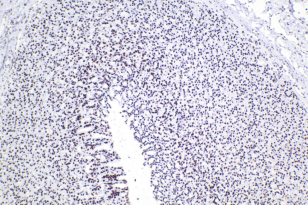 Immunohistochemical analysis of paraffin-embedded rat stomach tissue slide using KHC2378 (RBM10 IHC Kit).