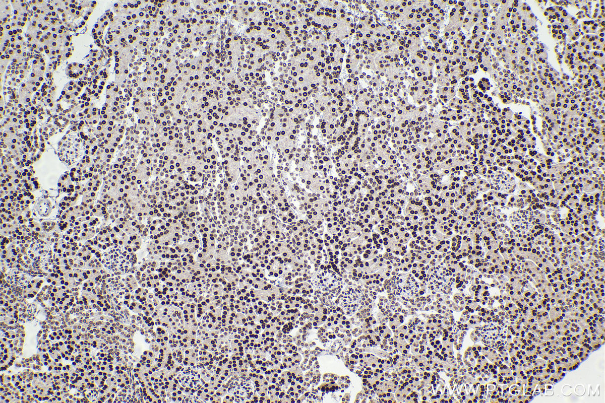 Immunohistochemical analysis of paraffin-embedded mouse kidney tissue slide using KHC2198 (RCC1 IHC Kit).