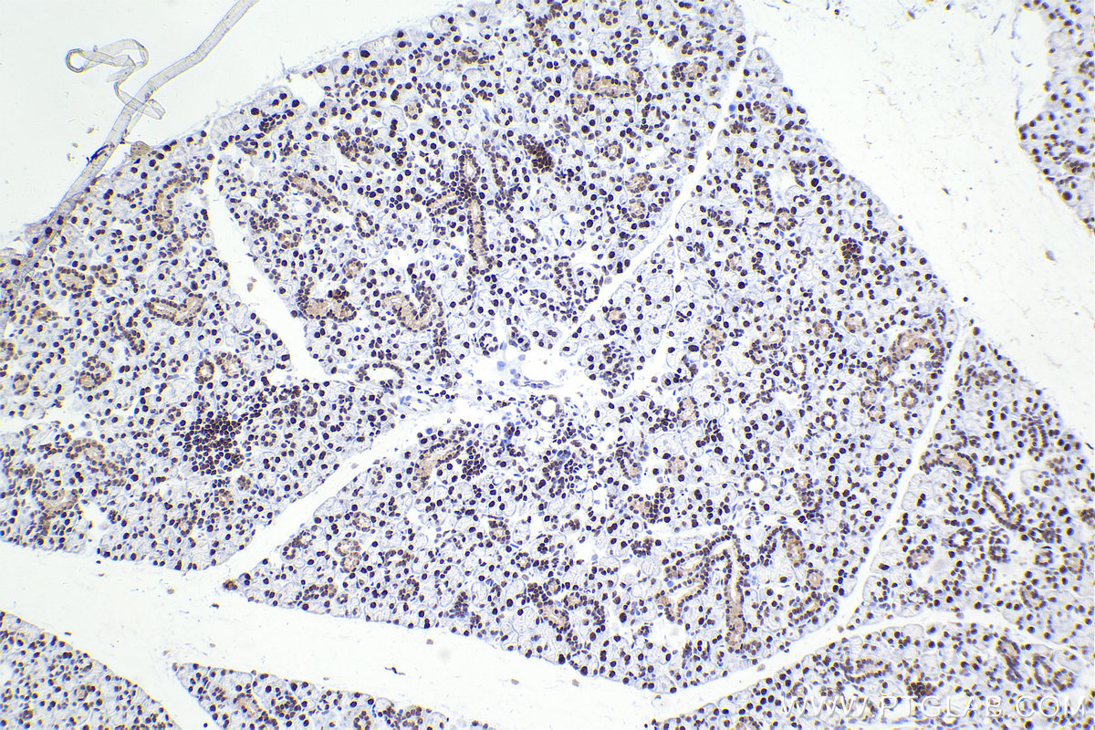 Immunohistochemical analysis of paraffin-embedded mouse salivary gland tissue slide using KHC2198 (RCC1 IHC Kit).