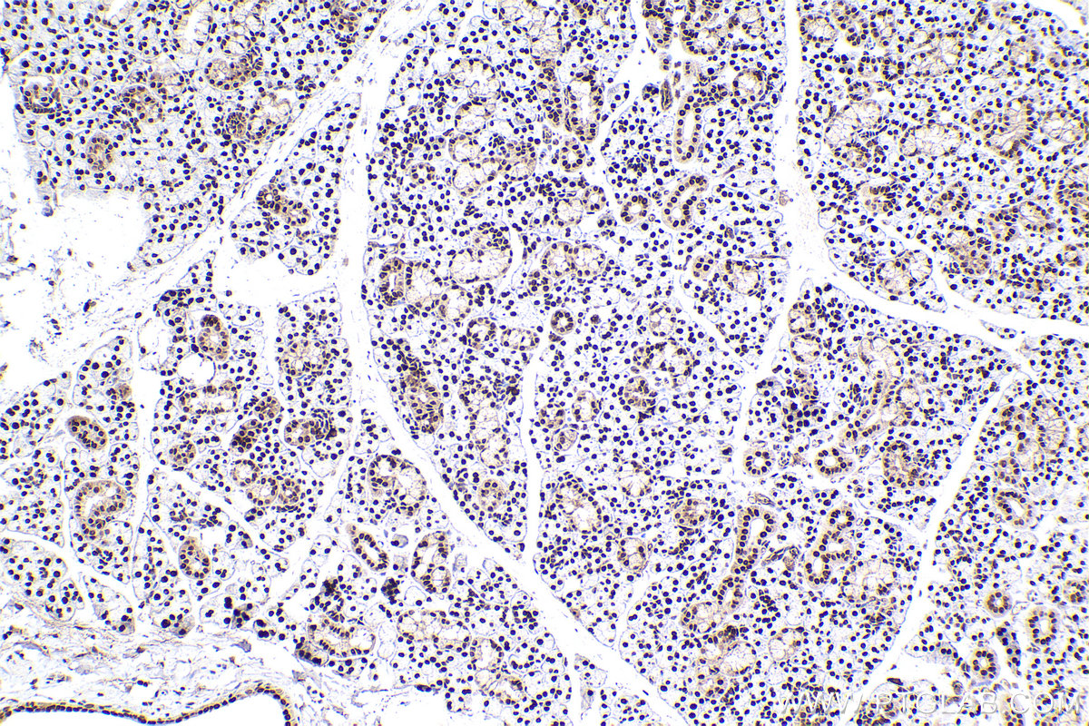 Immunohistochemical analysis of paraffin-embedded rat salivary gland tissue slide using KHC2198 (RCC1 IHC Kit).