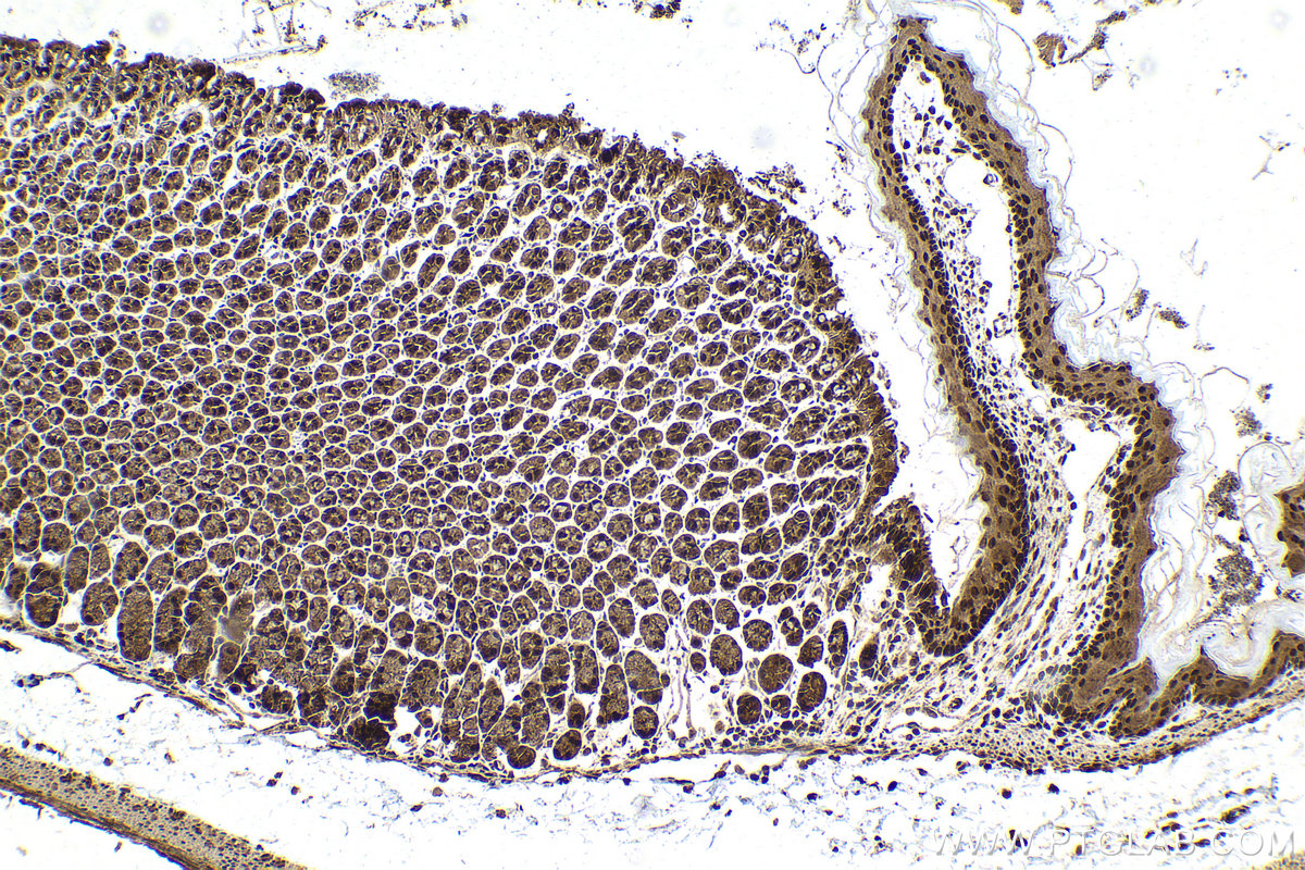 Immunohistochemical analysis of paraffin-embedded mouse stomach tissue slide using KHC2127 (RECQL4 IHC Kit).