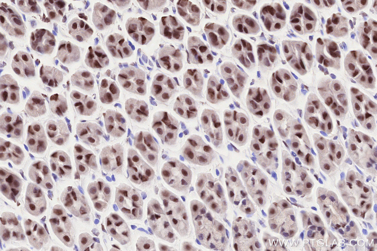 Immunohistochemical analysis of paraffin-embedded mouse stomach tissue slide using KHC2557 (RNASEH2B IHC Kit).