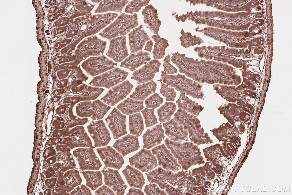 Immunohistochemical analysis of paraffin-embedded mouse small intestine tissue slide using KHC2568 (RNF213 IHC Kit).