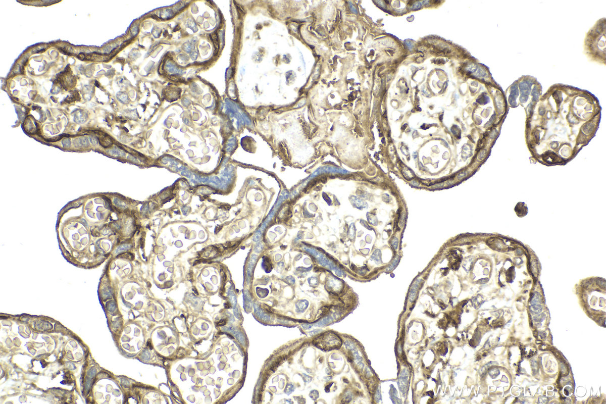 Immunohistochemical analysis of paraffin-embedded human placenta tissue slide using KHC2119 (RP2 IHC Kit).