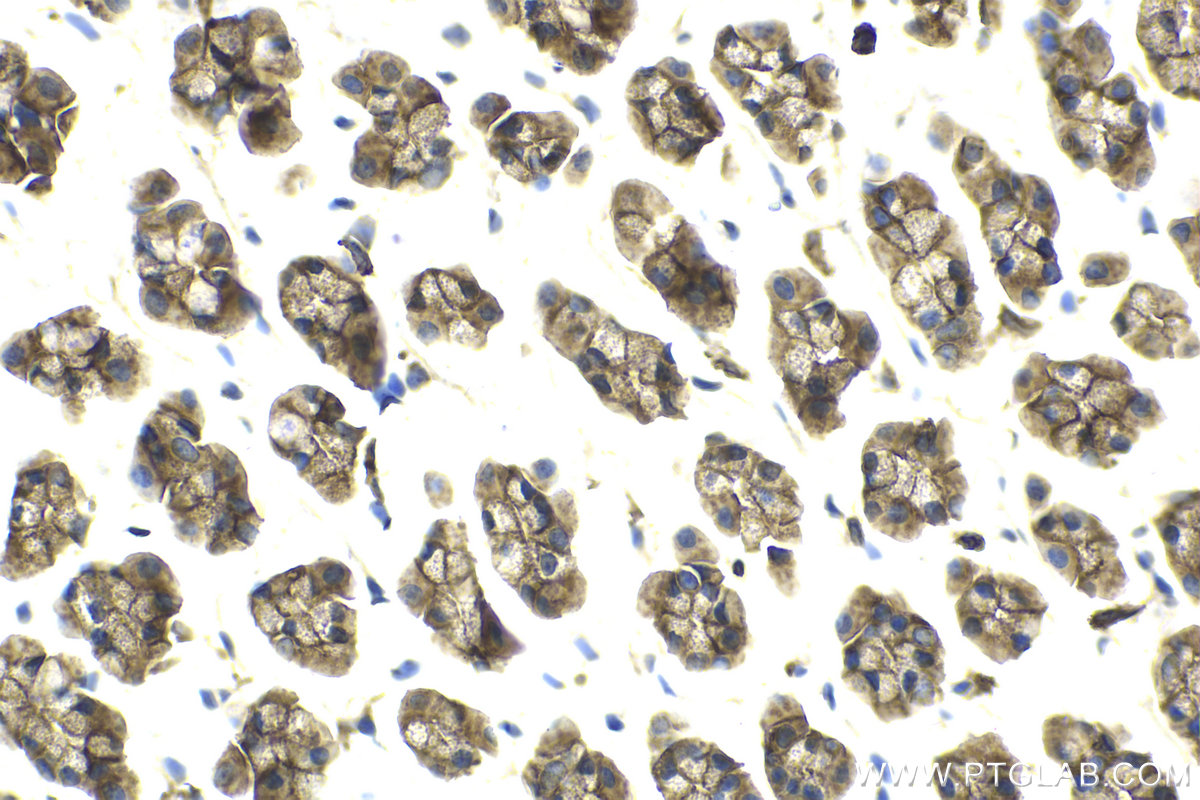 Immunohistochemical analysis of paraffin-embedded rat stomach tissue slide using KHC2119 (RP2 IHC Kit).