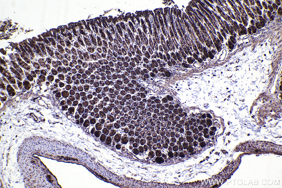 Immunohistochemical analysis of paraffin-embedded mouse stomach tissue slide using KHC2354 (RPL11 IHC Kit).