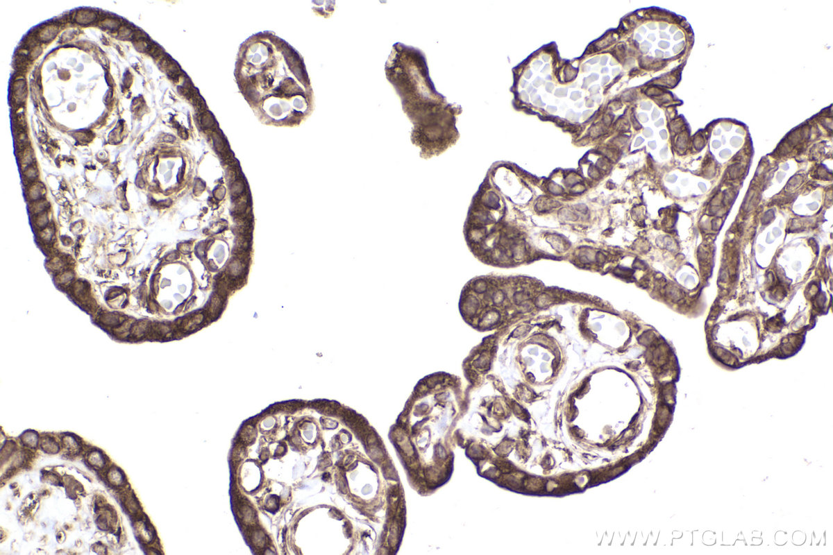 Immunohistochemical analysis of paraffin-embedded human placenta tissue slide using KHC2225 (RPL12 IHC Kit).