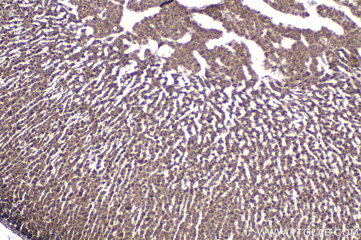 Immunohistochemical analysis of paraffin-embedded rat adrenal gland tissue slide using KHC2286 (RPL34 IHC Kit).