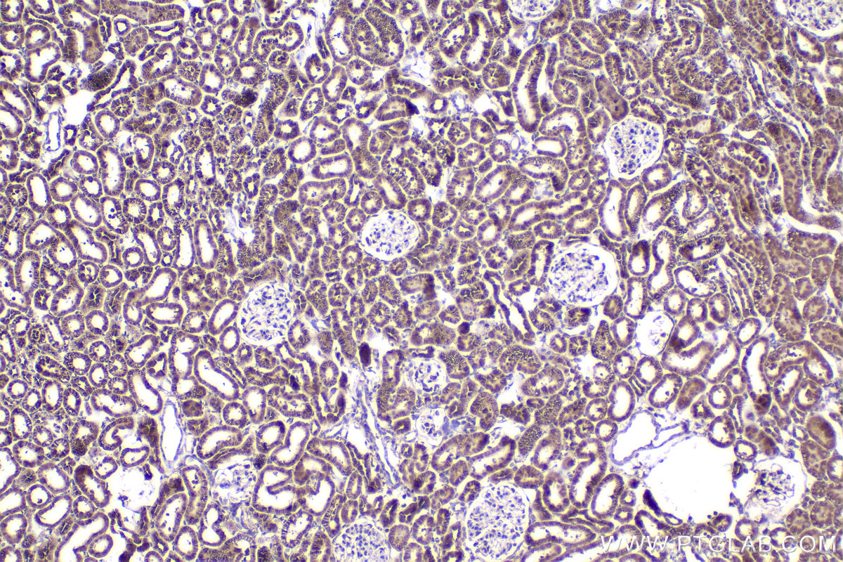 Immunohistochemical analysis of paraffin-embedded rat kidney tissue slide using KHC2286 (RPL34 IHC Kit).