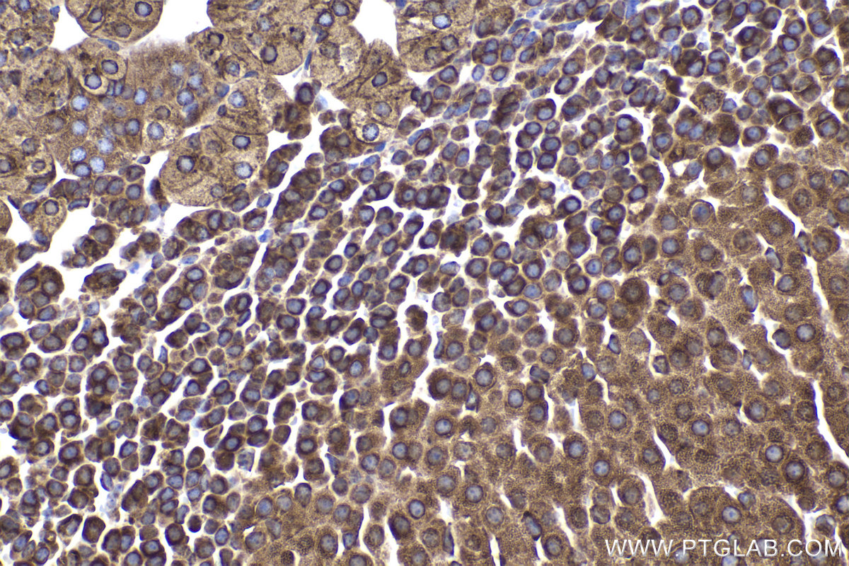 Immunohistochemical analysis of paraffin-embedded mouse adrenal gland tissue slide using KHC2253 (RPL4 IHC Kit).