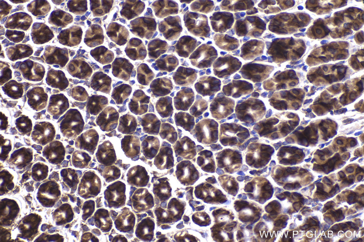 Immunohistochemical analysis of paraffin-embedded mouse stomach tissue slide using KHC2253 (RPL4 IHC Kit).