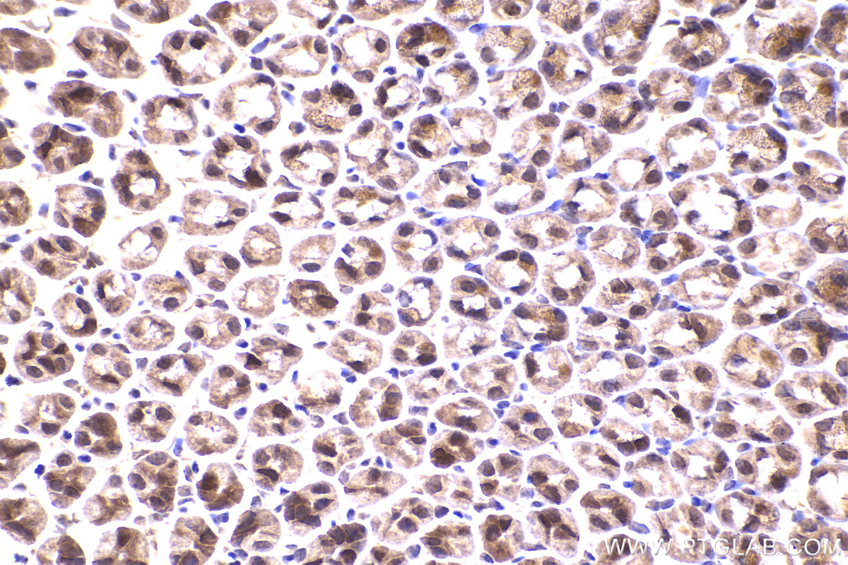 Immunohistochemical analysis of paraffin-embedded mouse stomach tissue slide using KHC2279 (RPS9 IHC Kit).