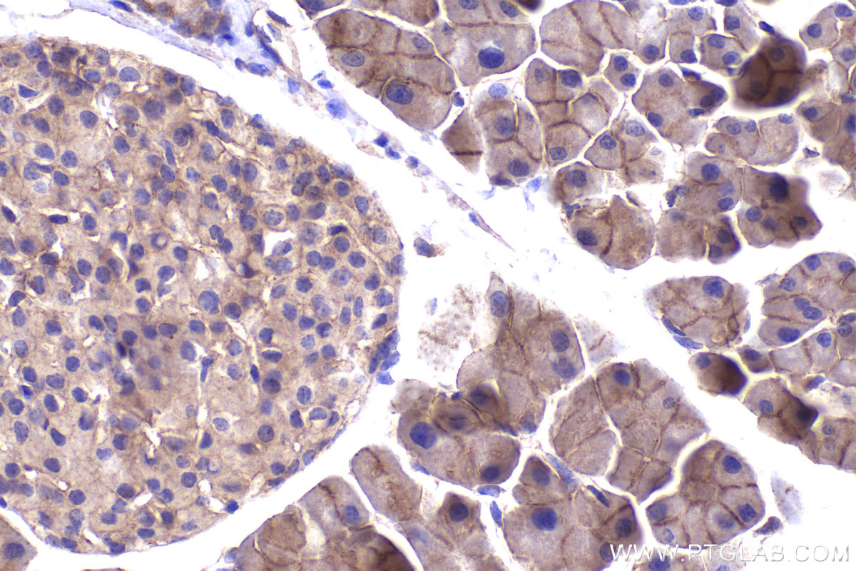 Immunohistochemical analysis of paraffin-embedded mouse pancreas tissue slide using KHC2344 (RRAS2 IHC Kit).