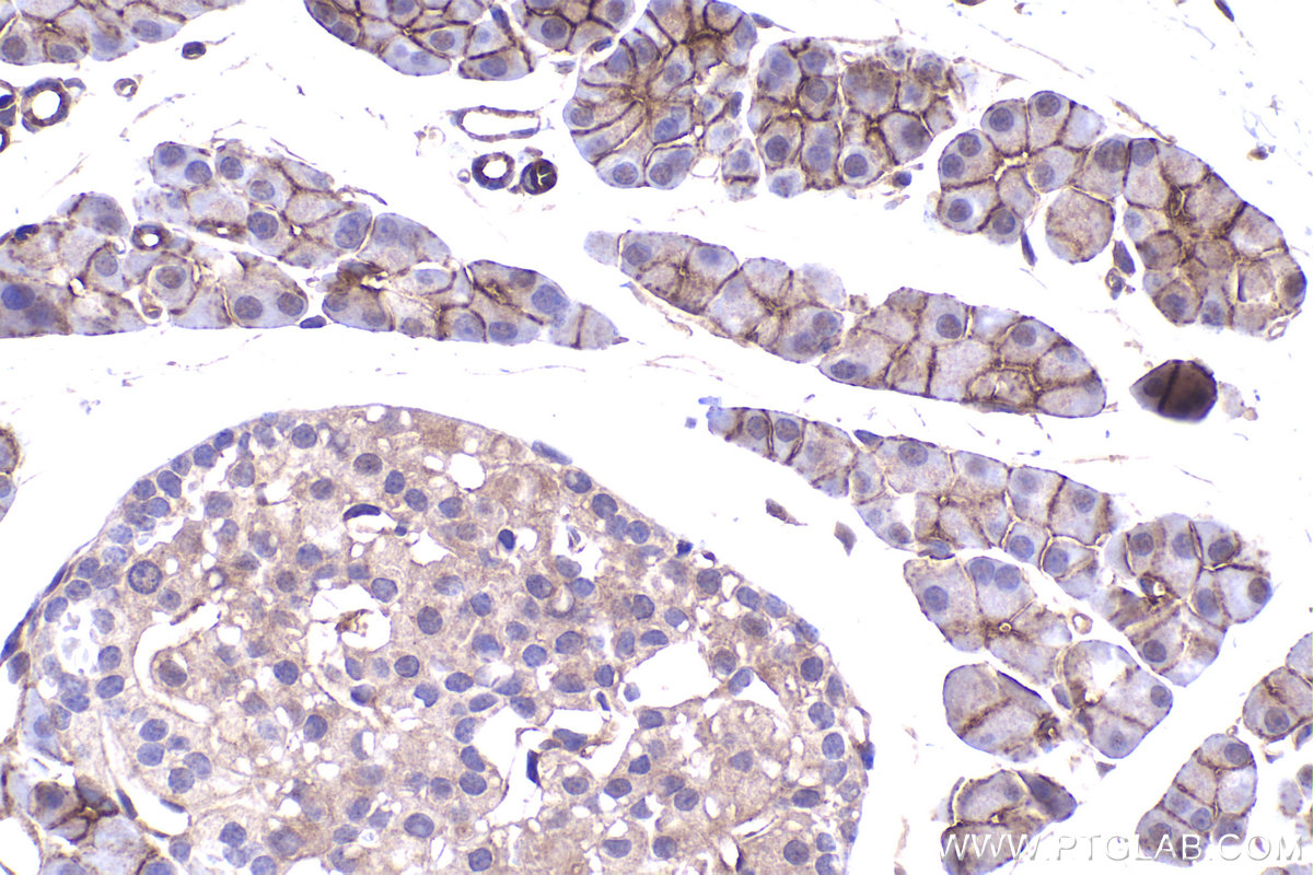 Immunohistochemical analysis of paraffin-embedded rat pancreas tissue slide using KHC2344 (RRAS2 IHC Kit).