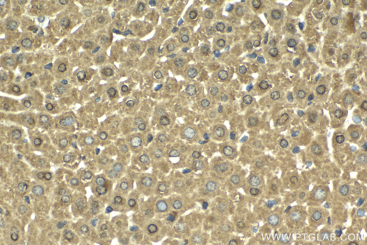 Immunohistochemical analysis of paraffin-embedded mouse liver tissue slide using KHC2021 (RWDD3 IHC Kit).