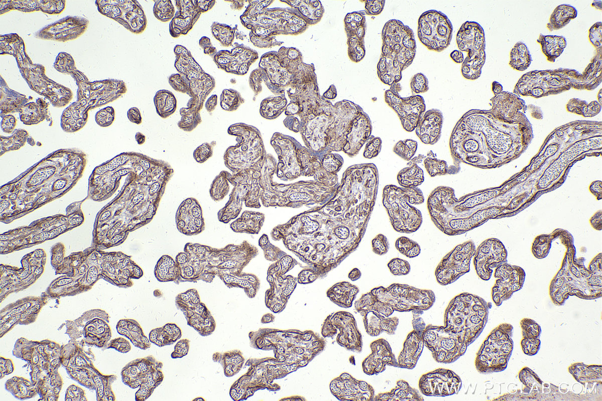 Immunohistochemical analysis of paraffin-embedded human placenta tissue slide using KHC2450 (SCRIB IHC Kit).