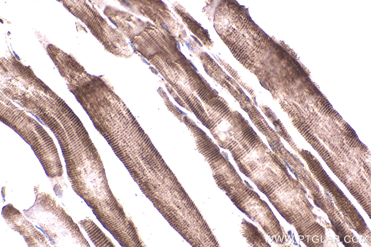 Immunohistochemical analysis of paraffin-embedded mouse skeletal muscle tissue slide using KHC2231 (SDHA IHC Kit).