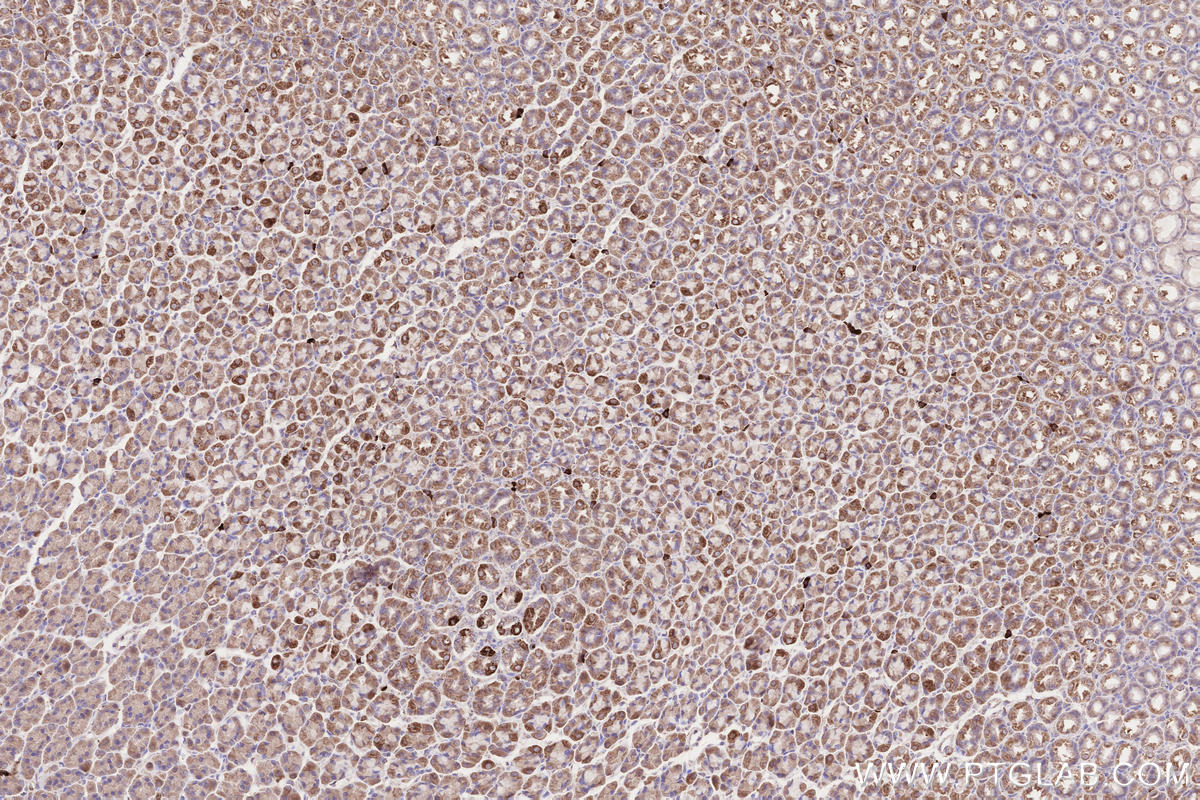 Immunohistochemical analysis of paraffin-embedded rat stomach tissue slide using KHC2509 (SDHB IHC Kit).