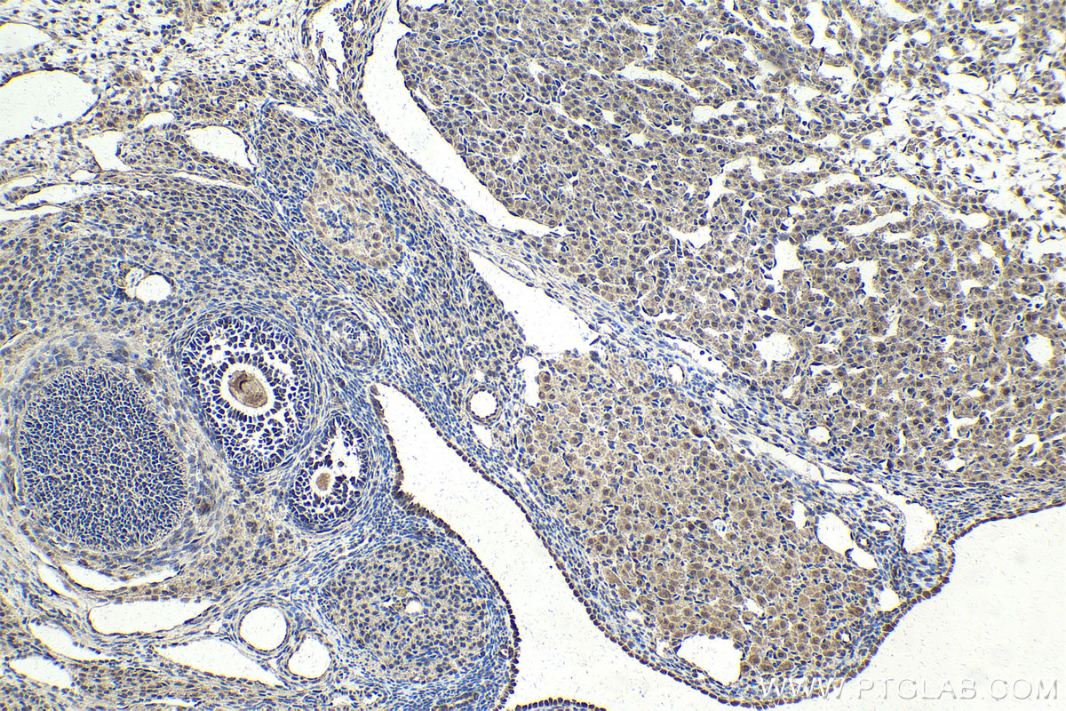 Immunohistochemical analysis of paraffin-embedded rat ovary tissue slide using KHC2147 (SDPR IHC Kit).