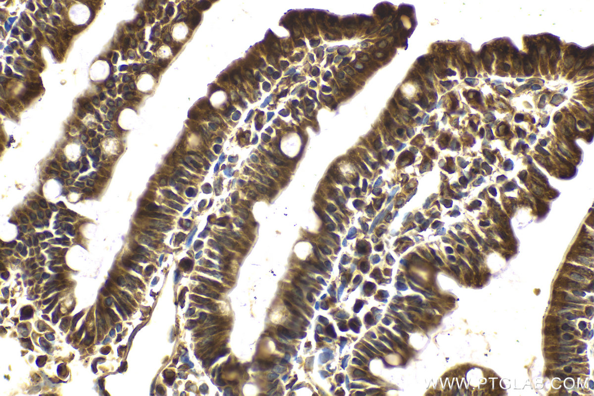 Immunohistochemical analysis of paraffin-embedded rat small intestine tissue slide using KHC2112 (SEC22B IHC Kit).