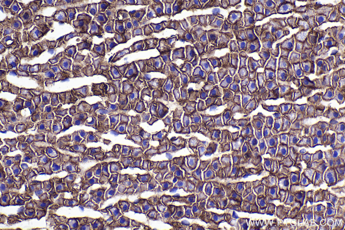 Immunohistochemical analysis of paraffin-embedded rat adrenal gland tissue slide using KHC2321 (SLC16A1/MCT1 IHC Kit).