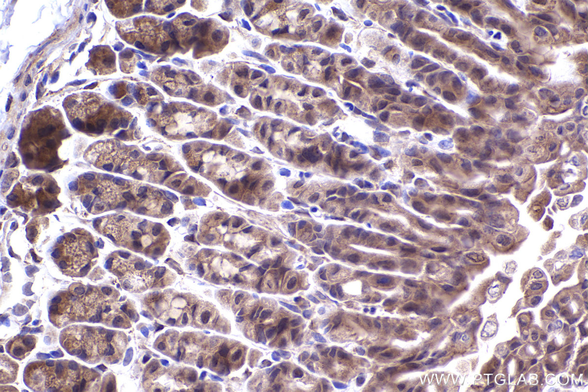 Immunohistochemical analysis of paraffin-embedded mouse stomach tissue slide using KHC2372 (SMAD3 IHC Kit).