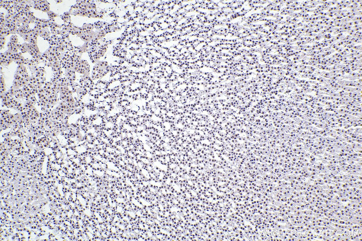 Immunohistochemical analysis of paraffin-embedded rat adrenal gland tissue slide using KHC2465 (SMC1A IHC Kit).